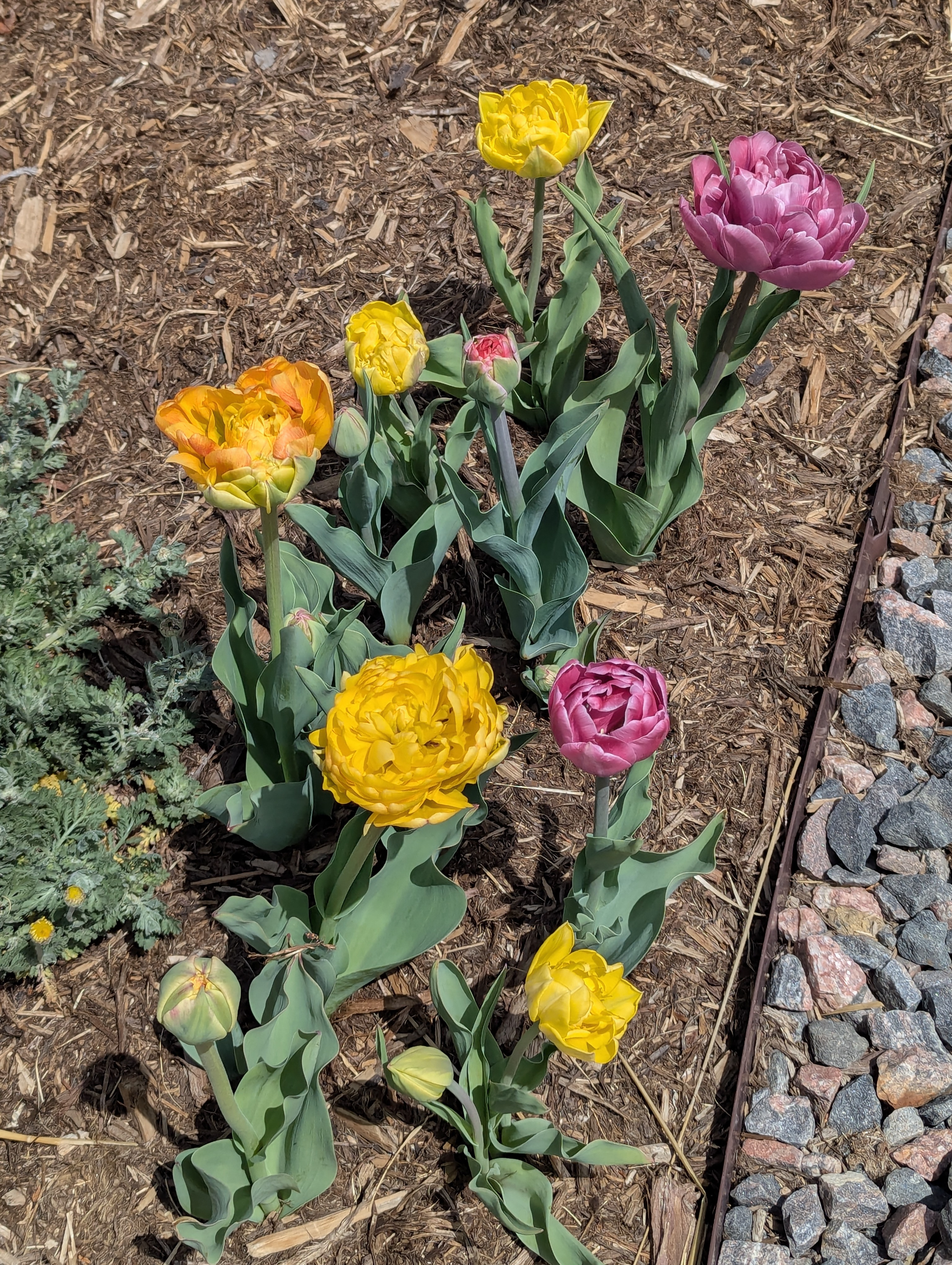 Garden, Flowers, Morrison, Colorado